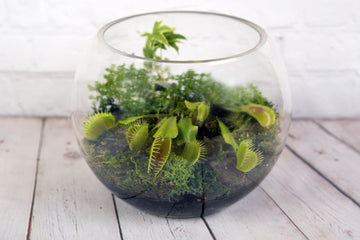 A stunning glass bowl terrarium filled with vibrant green moss and a variety of small plants. The arrangement showcases natural textures, including delicate ferns and leafy greenery, creating a miniature, self-sustaining ecosystem in a clear, elegant container.