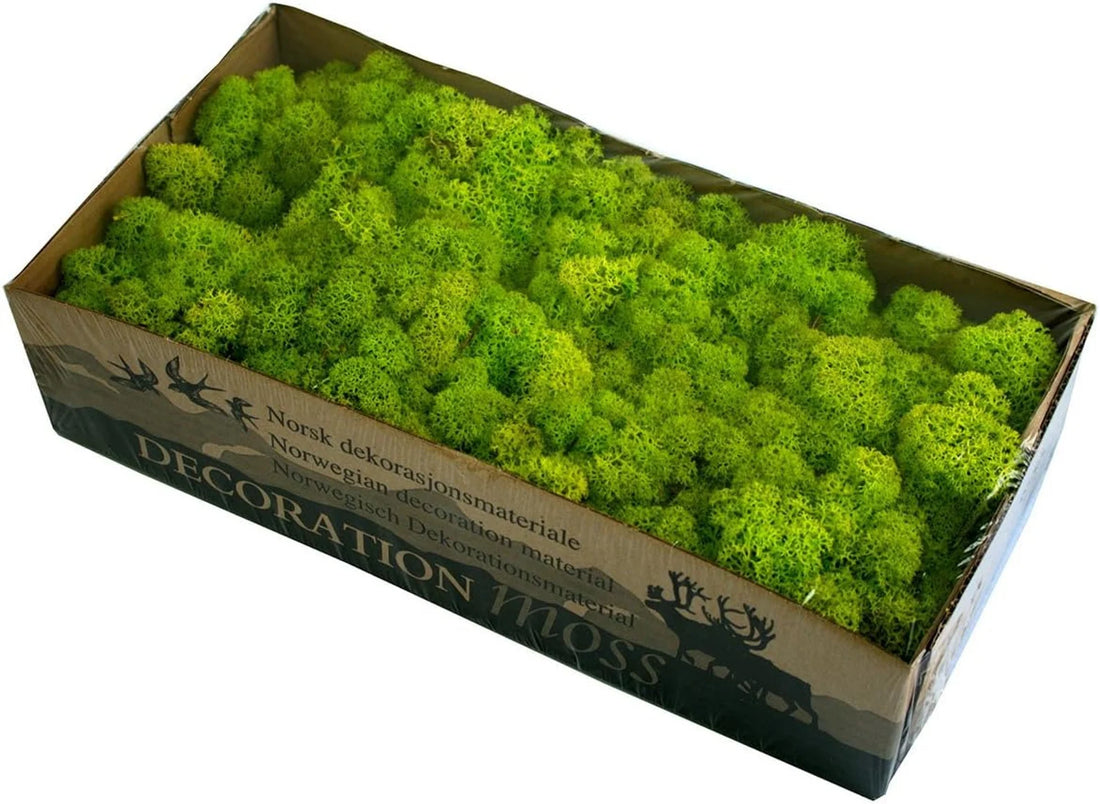 Spring Green Natural Preserved Reindeer Moss