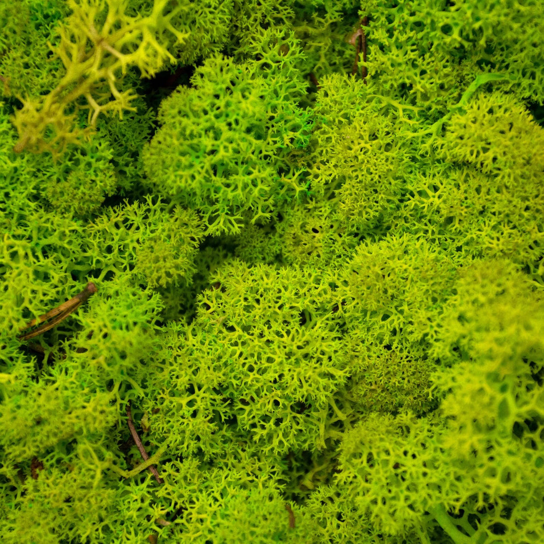 Spring Green Natural Preserved Reindeer Moss