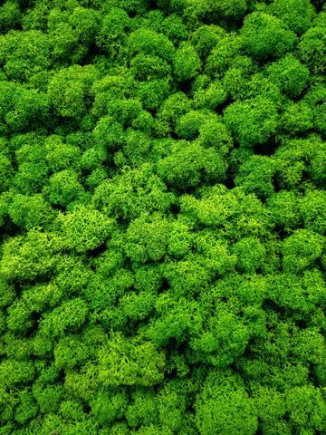 Where to Buy Preserved Reindeer Moss in the UK: A Complete Buyer’s Guide (Retail to Bulk Wholesale)