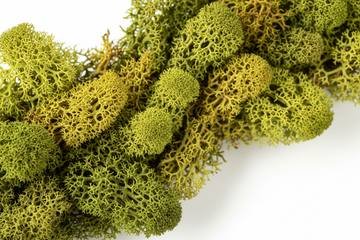 How Long Does Preserved Moss Last? A Complete Care Guide