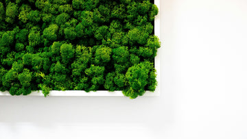 Preserved Reindeer Moss for Christmas: 10 Ways to Use It