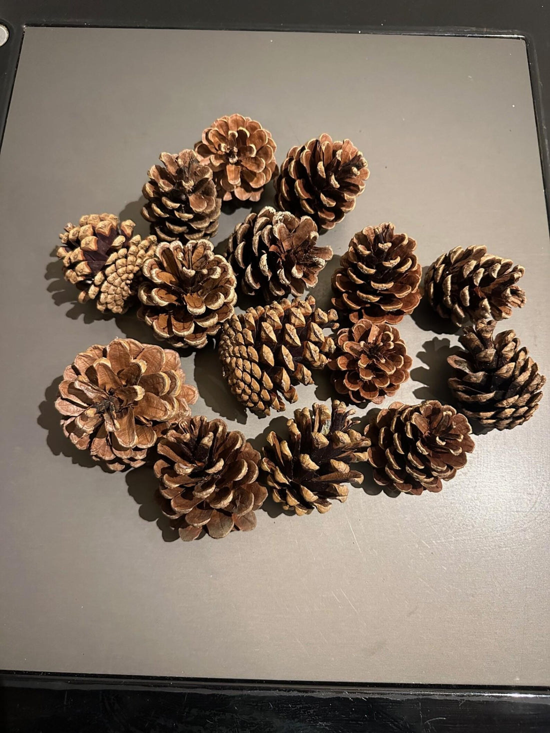 American Natural Pine Cones