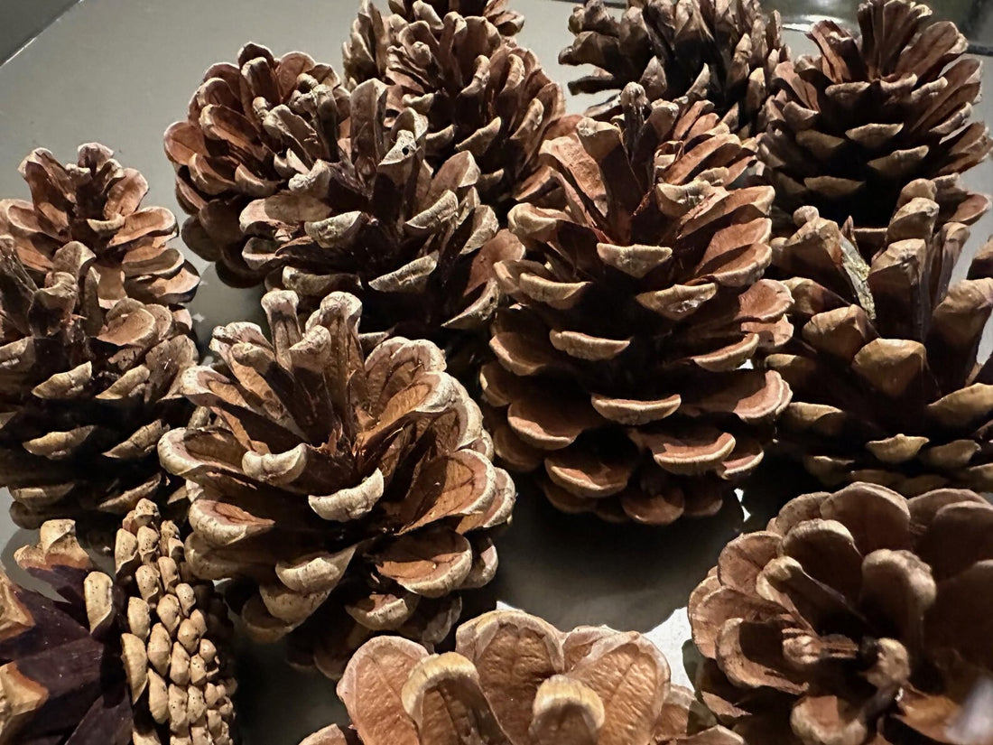 American Natural Pine Cones