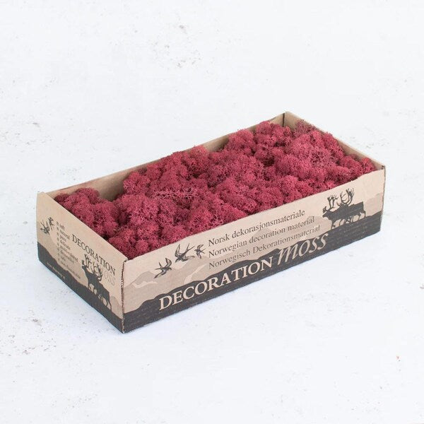 Bordeaux Natural Preserved Reindeer Moss