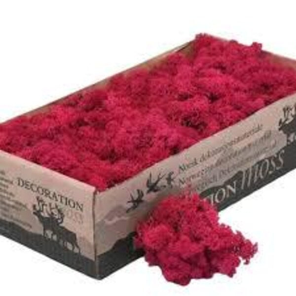 Crimson Natural Preserved Reindeer Moss