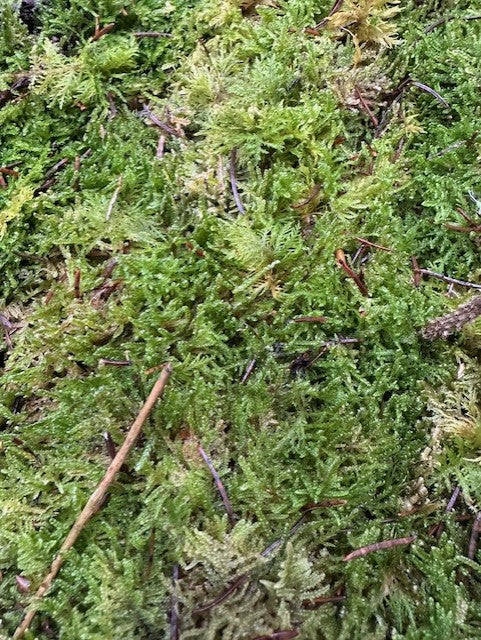 Fresh Moss