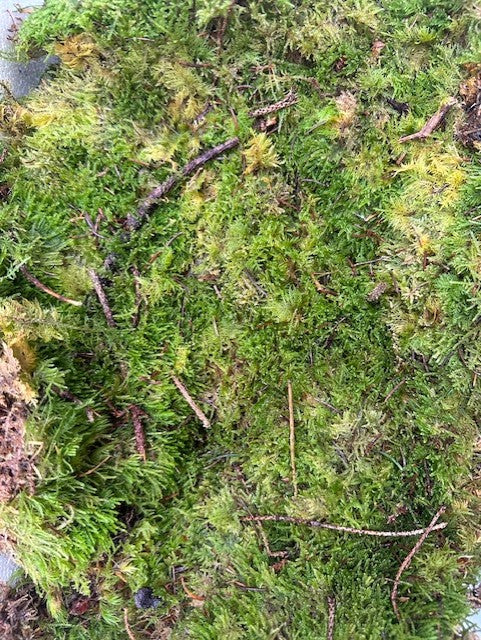 Fresh Moss Sheet