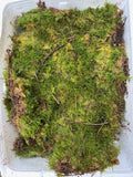 Fresh Platmos Moss