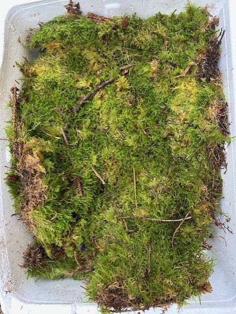 Fresh Platmos Moss