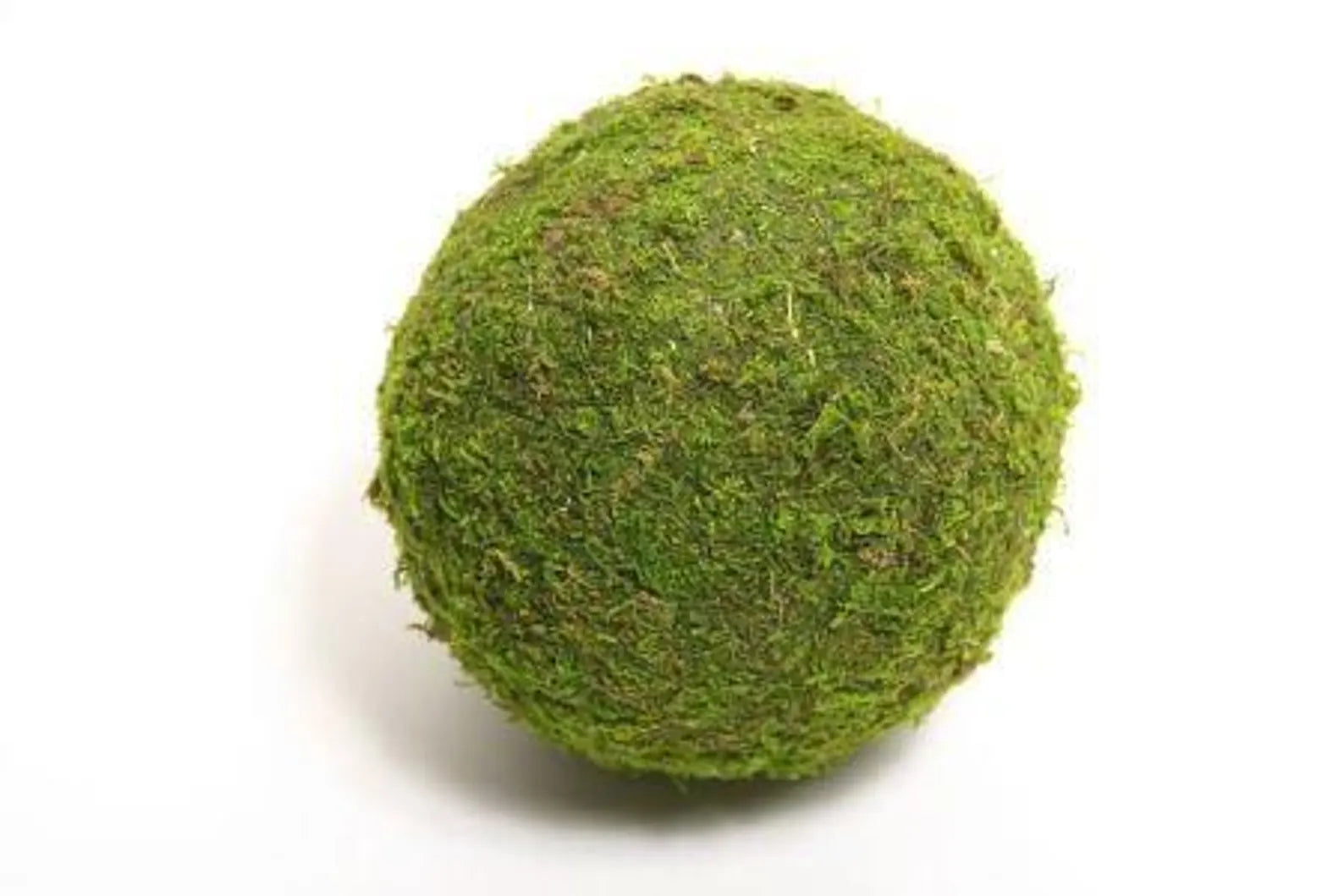 A carefully handcrafted moss ball with a rich green texture. The natural, organic design adds a touch of greenery, perfect for decoration, terrariums, or floral arrangements.