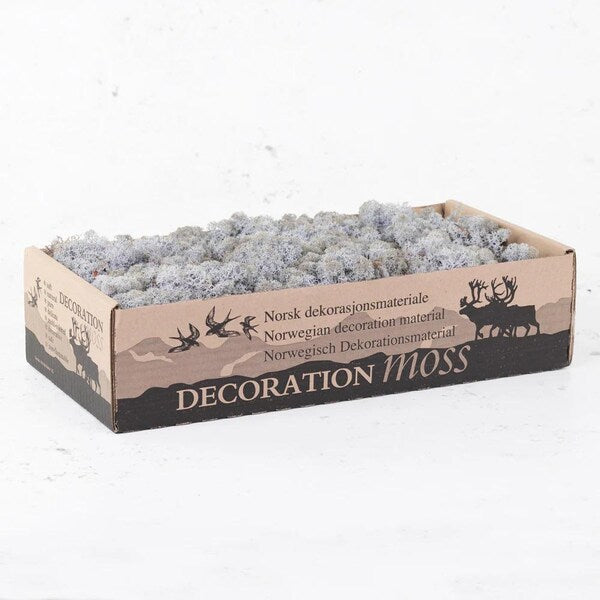 Ice Blue Natural Preserved Reindeer Moss