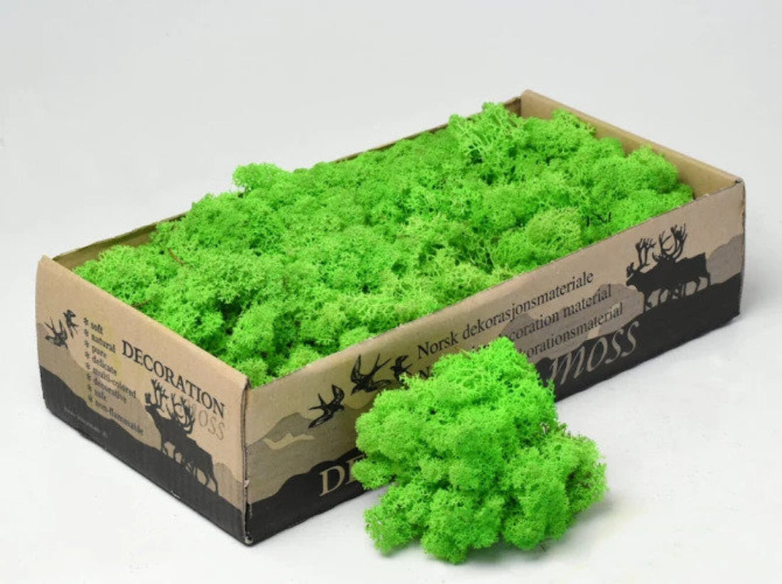 Light Green Grass Natural Preserved Reindeer Moss