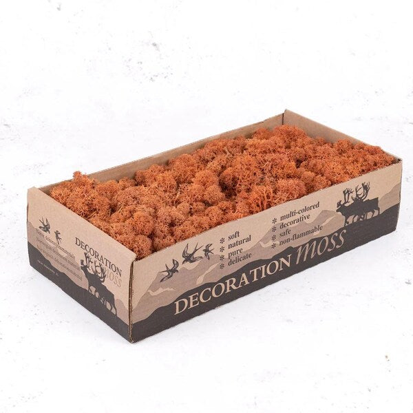 Mango Natural Preserved Reindeer Moss