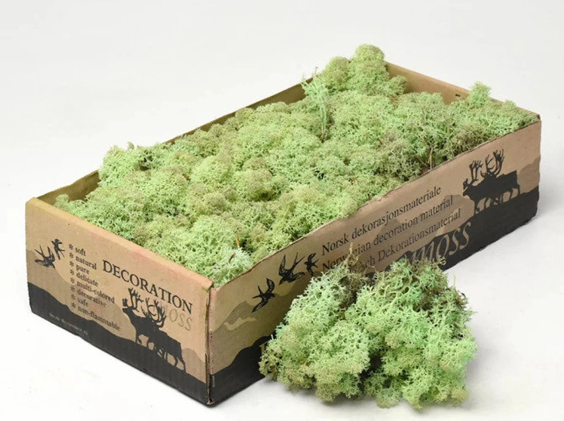 Mint Green Natural Preserved Reindeer Moss