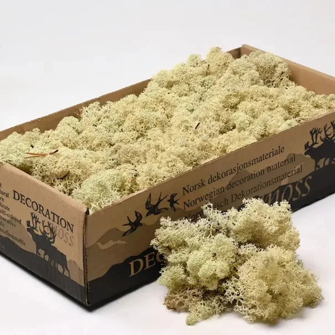 Natural Preserved Reindeer Moss