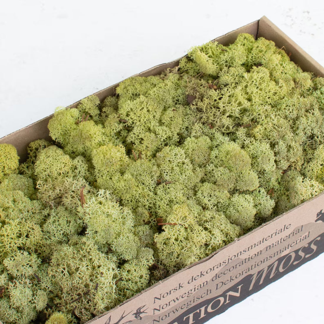 Old Green Natural Preserved Reindeer Moss