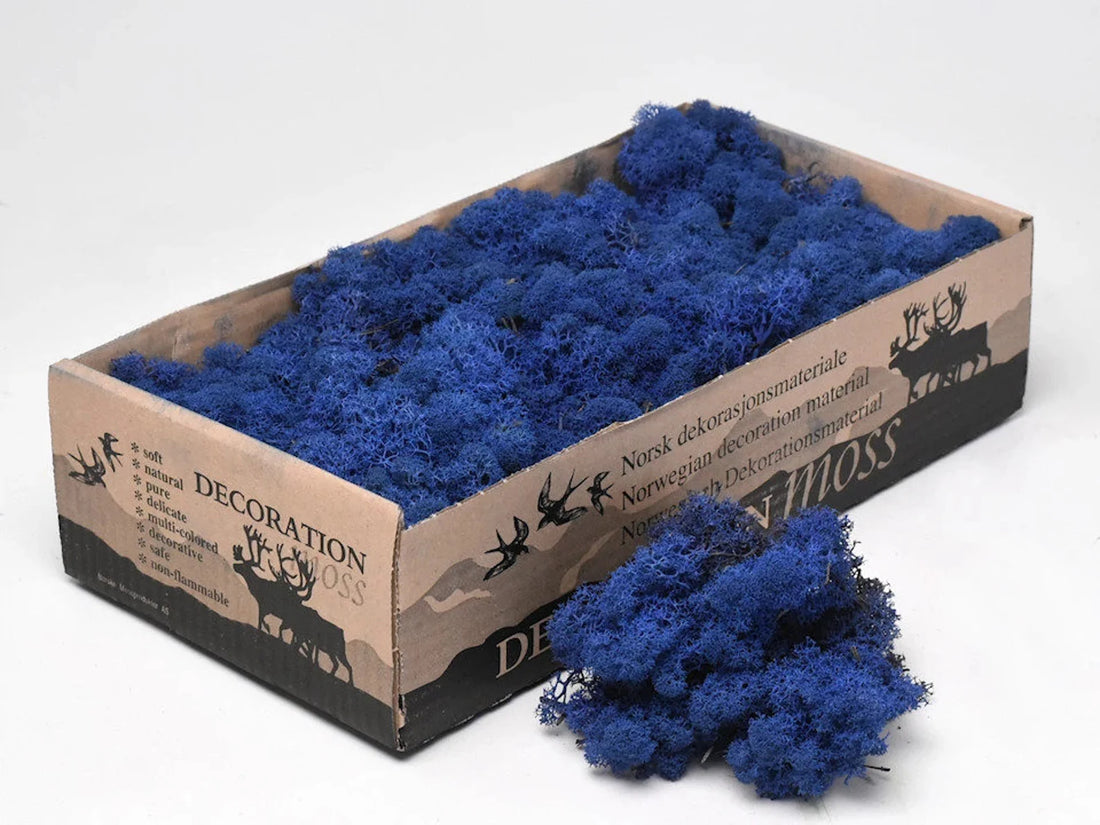 Royal Blue Natural Preserved Reindeer Moss