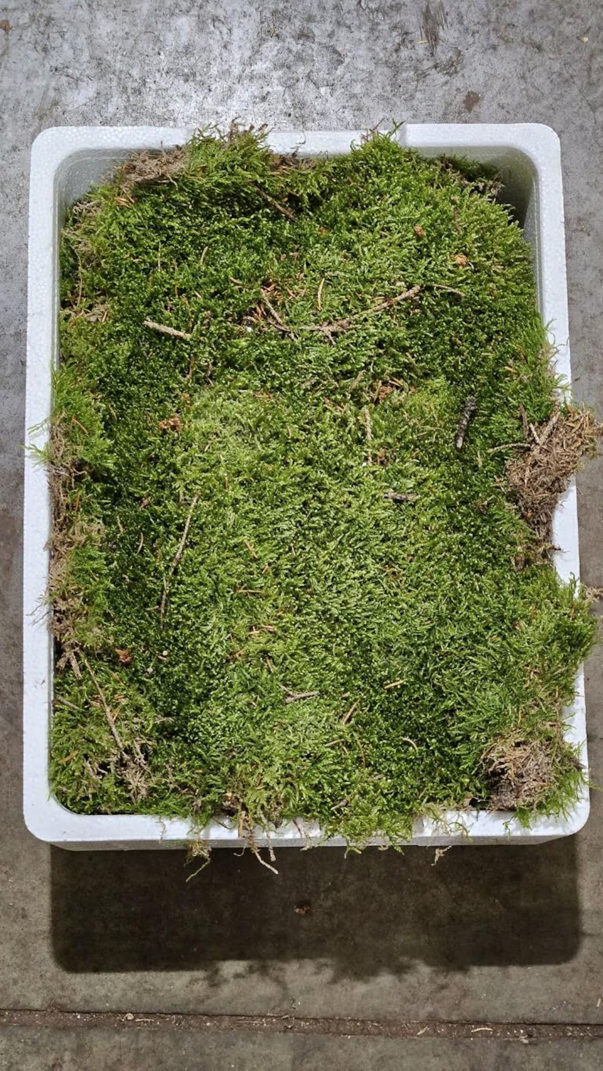 Tray Of Fresh Moss Sheets