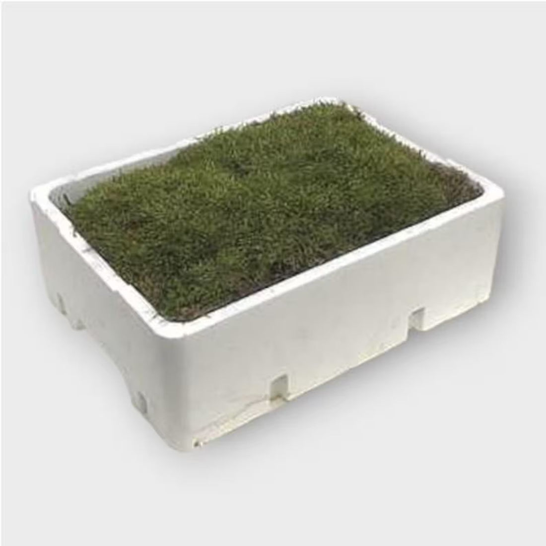 Tray of Fresh Terrarium Moss