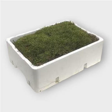 Tray of Fresh Terrarium Moss