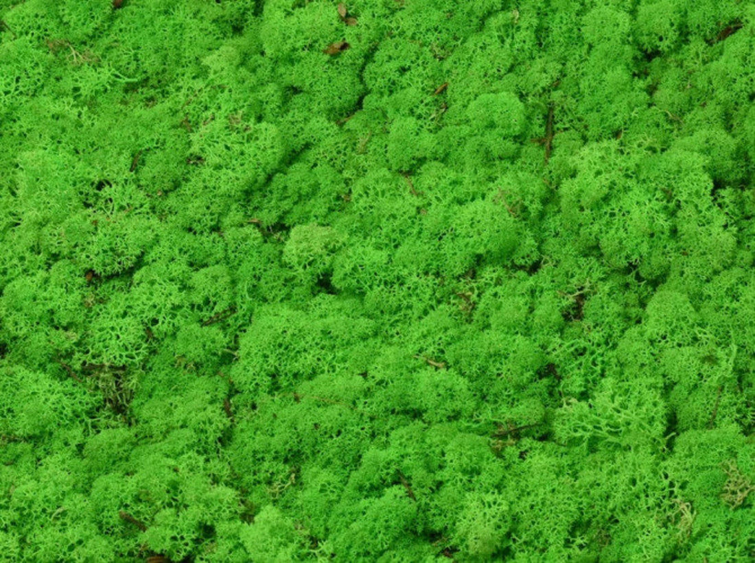Light Green Grass Natural Preserved Reindeer Moss