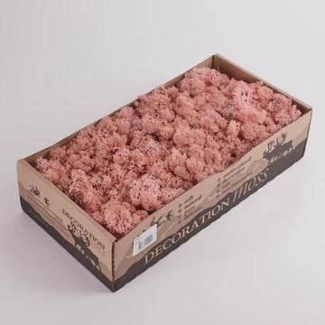 Rose Natural Preserved Reindeer Moss 450 Gram Box