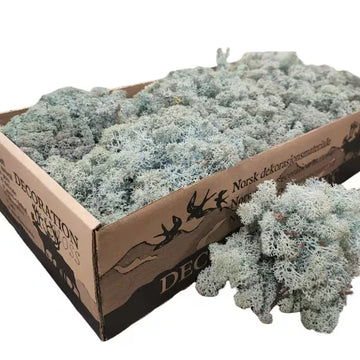 Lavender Blue Natural Preserved Reindeer Moss 450 Gram Box
